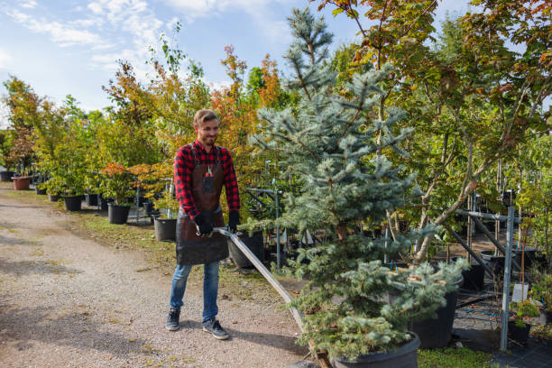 Professional Tree Removal and Landscaping Services in Brentwood, TN